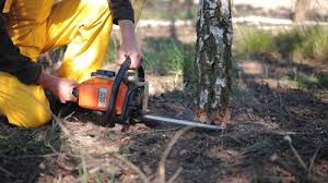 Best Hazardous Tree Removal  in Malvern, OH